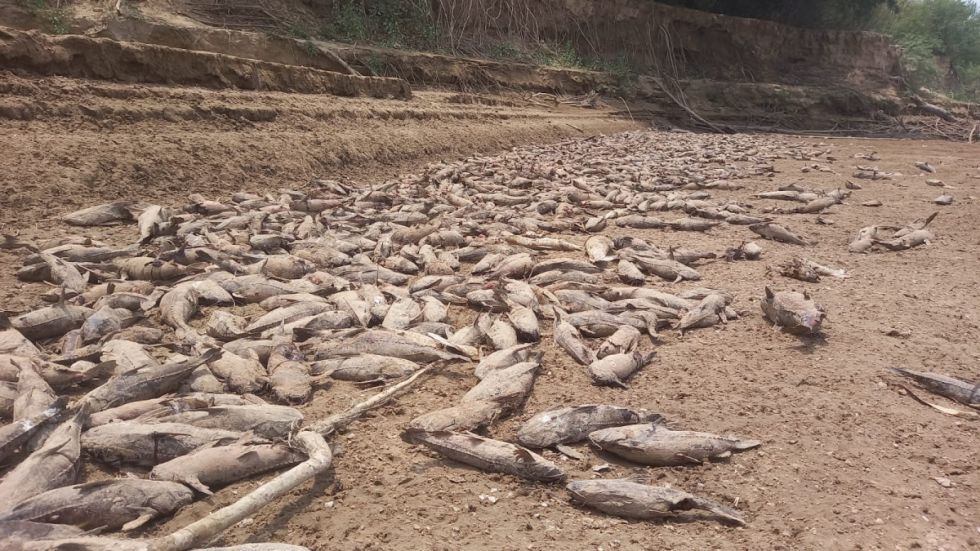 Arena y peces muertos, lo que está quedando del río Pilcomayo