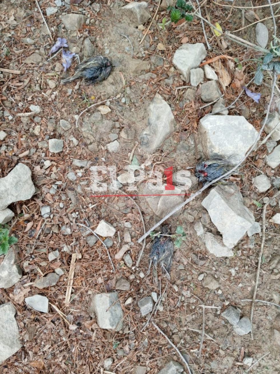 Denuncian misteriosa mortandad de aves en Santa Ana la Vieja, Tarija