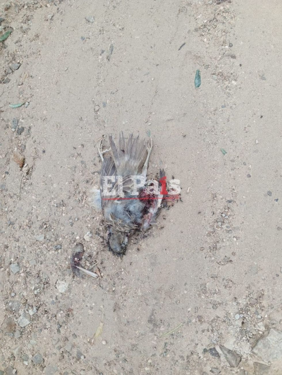 Pájaros muertos en el suelo