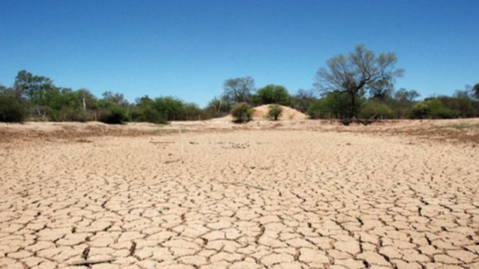Tragedia en el Chaco chuquisaqueño: Sequía mata casi 9 mil cabezas de ganado en el corazón gasífero