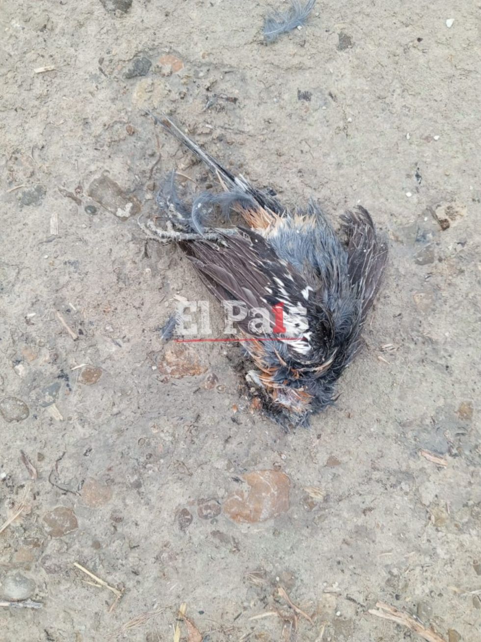 Pájaros muertos en el suelo