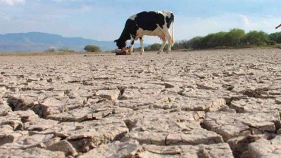 La sequía mata a 6 mil cabezas de ganado en Potosí