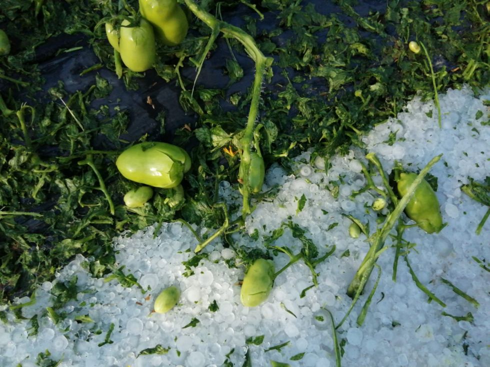 Granizada causó estragos en Tarija a pesar de mallas antigranizo (Video)