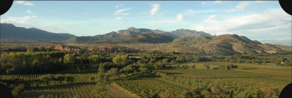 Apuntan al glifosato por la pérdida de abejas en El Valle