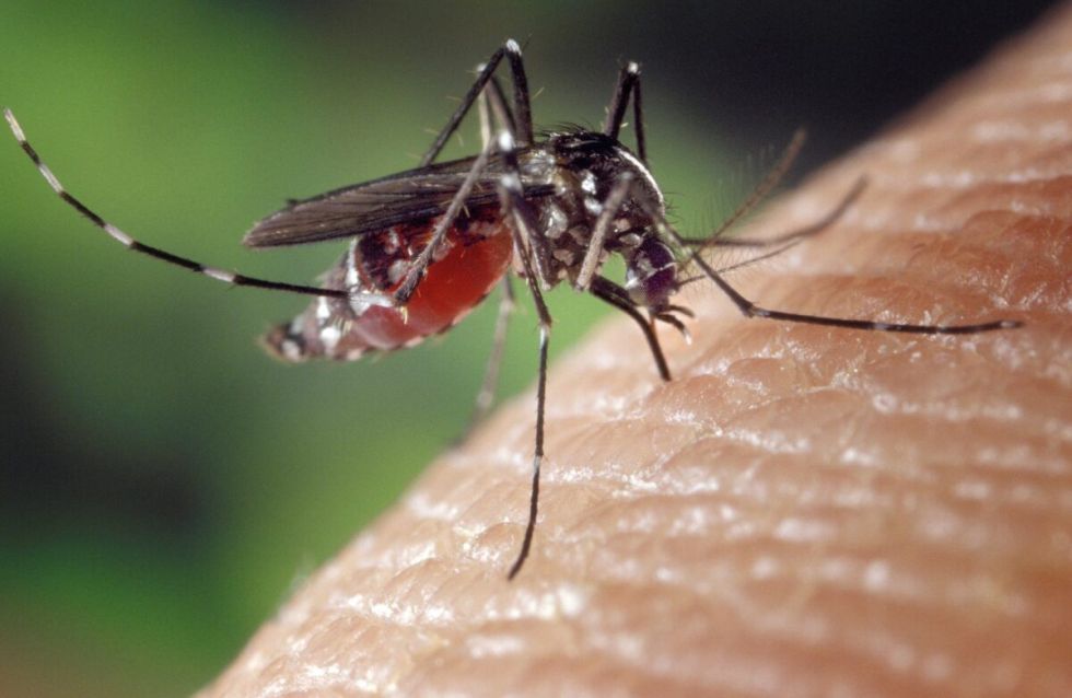 Estiman que en 15 días se registrarán los primeros casos de dengue 