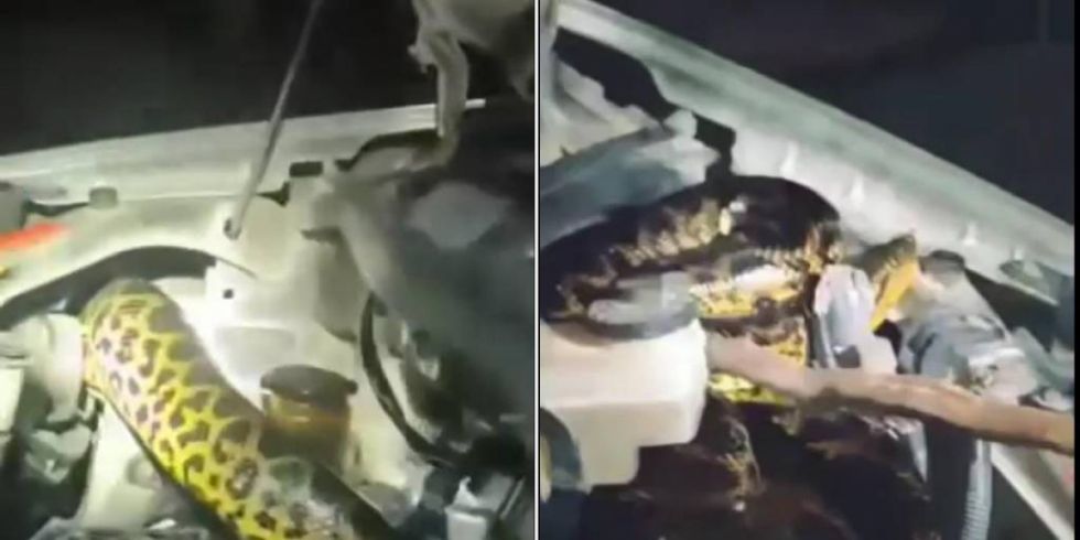 Así fue el hallazgo de una sicurí en el motor de un vehículo en Puerto Quijarro