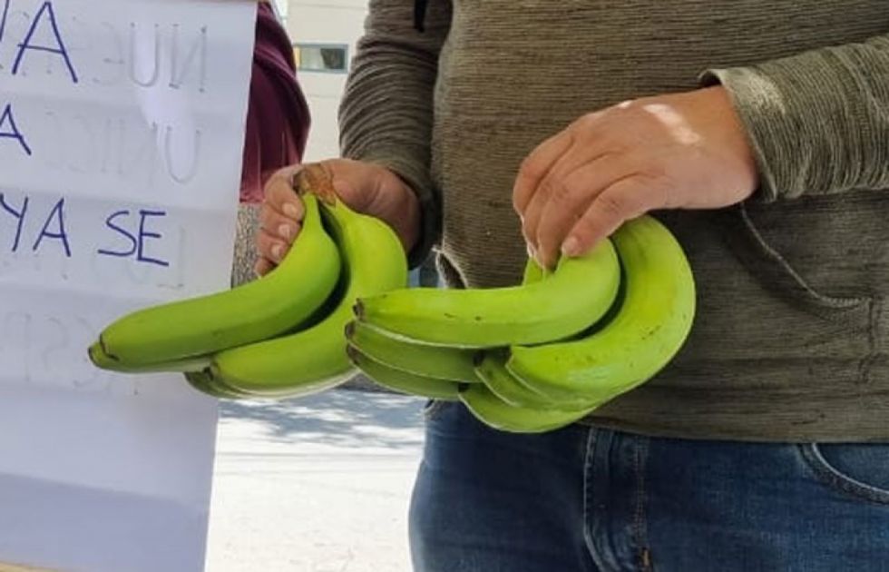 Bananeros analizan cambiar de rubro para plantar coca
