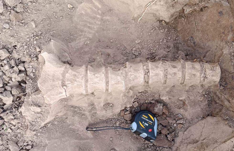 Hallan columna ósea de perezoso gigante en Trigo Loma, Chuquisaca