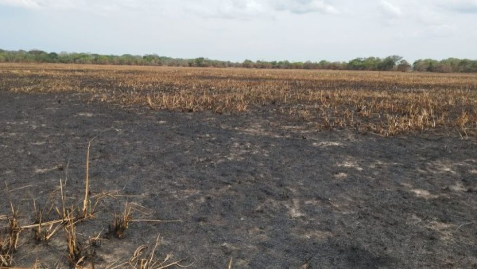 En riesgo la producción de carne en Beni