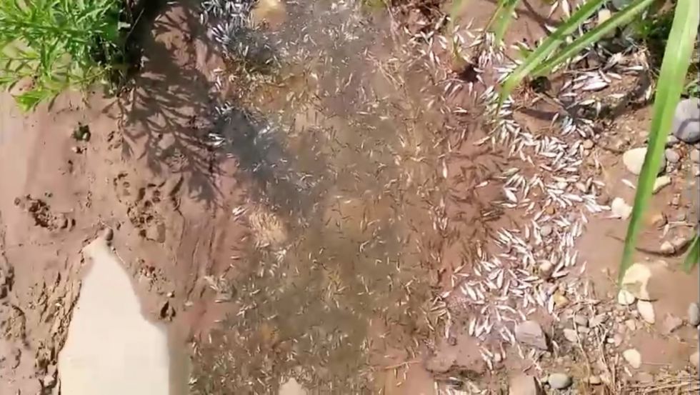 (Video) Reportan mortandad de peces en Bermejo por desagüe en San Telmo 