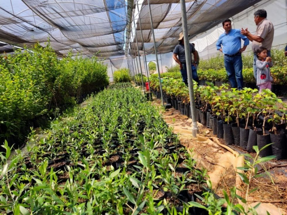 Alcaldía de Tarija entregó 3.666 plantines de nogal y olivo 