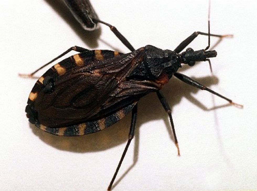 El Chagas preocupa a la Red de Salud de Villa Montes 
