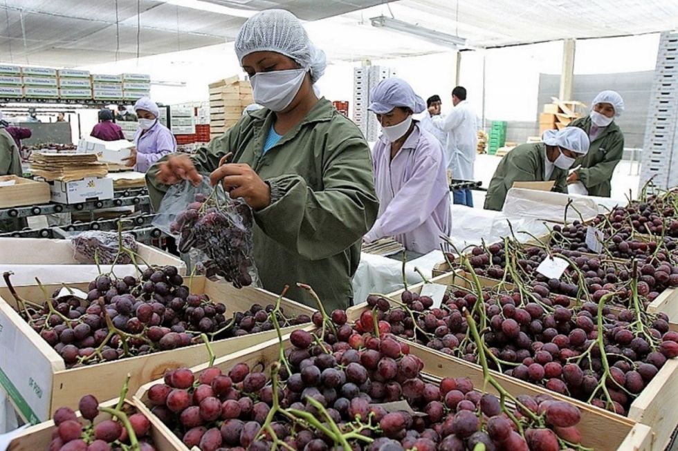 Ingreso de uva peruana preocupa a los viticultores 
