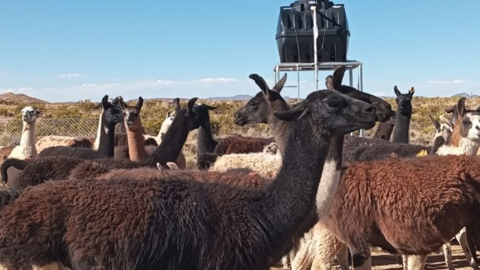 Sequía y helada afectan la producción de camélidos