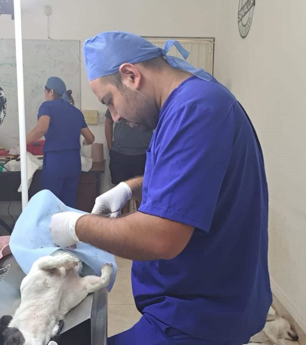 Tarija: Zoonosis esterilizó a unos 4.700 canes para frenar reproducción 