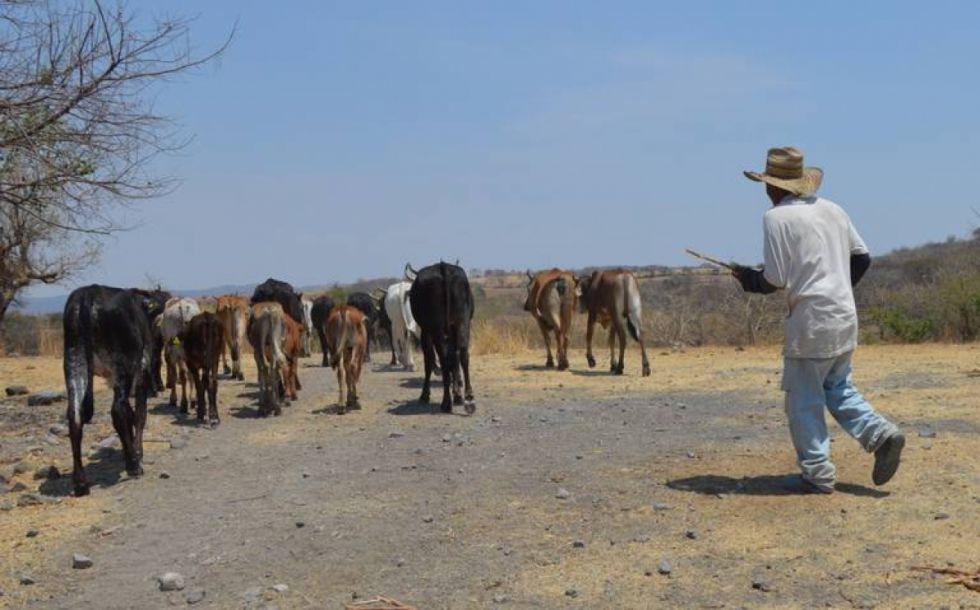 En la provincia O’Connor se pierden 240 vacas al año por el abigeato 