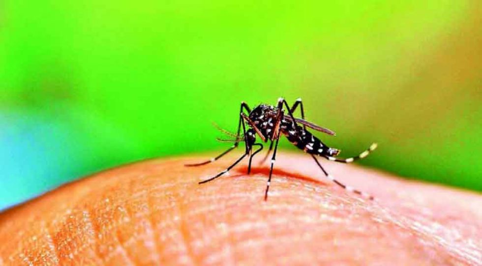 Paraguay: El dengue infecta a más de 600 personas