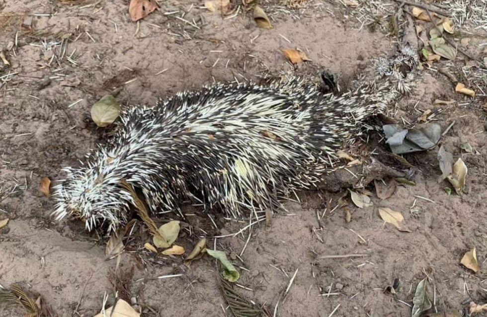 Tragedia ambiental: animales silvestres calcinados en medio de los devastadores incendios forestales