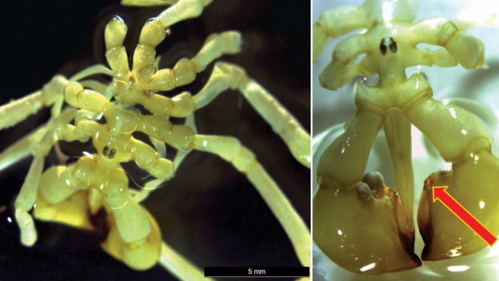 Descubren una nueva especie de araña marina en las profundidades de la Antártida (FOTOS)