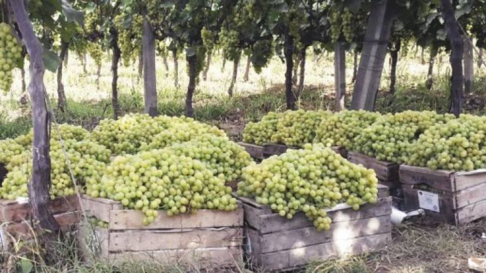Tarija: Anavit espera una producción de 2 MM de quintales de uva el 2024