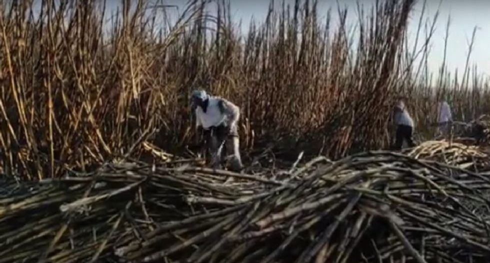 Tarija: Producción de caña de azúcar bajó un 70% en Bermejo