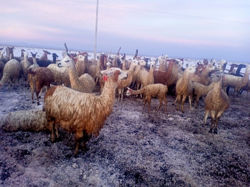 El ganado camélido fue afectado por la intensa granizada