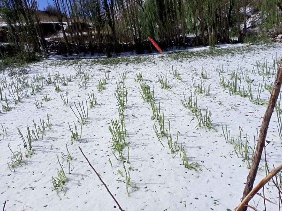 Granizo cubrió varios cultivos en la zona alta