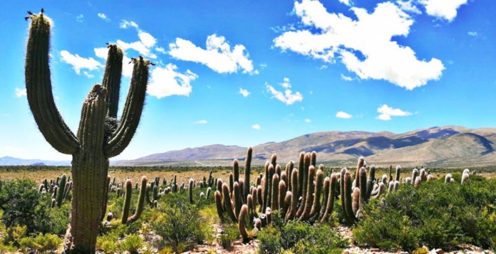 Piden apoyo para proteger las 15 especies de cactus del Parque El Cardón