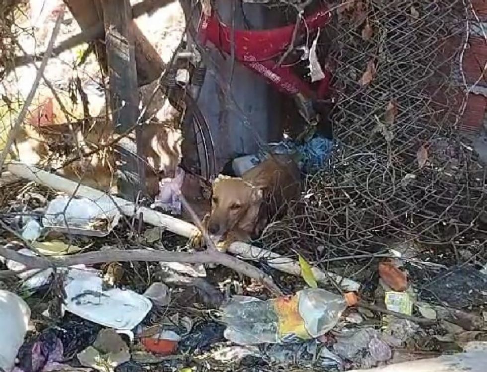 Adolescente que mató a puñaladas a su perro en Yacuiba estaba "drogado"