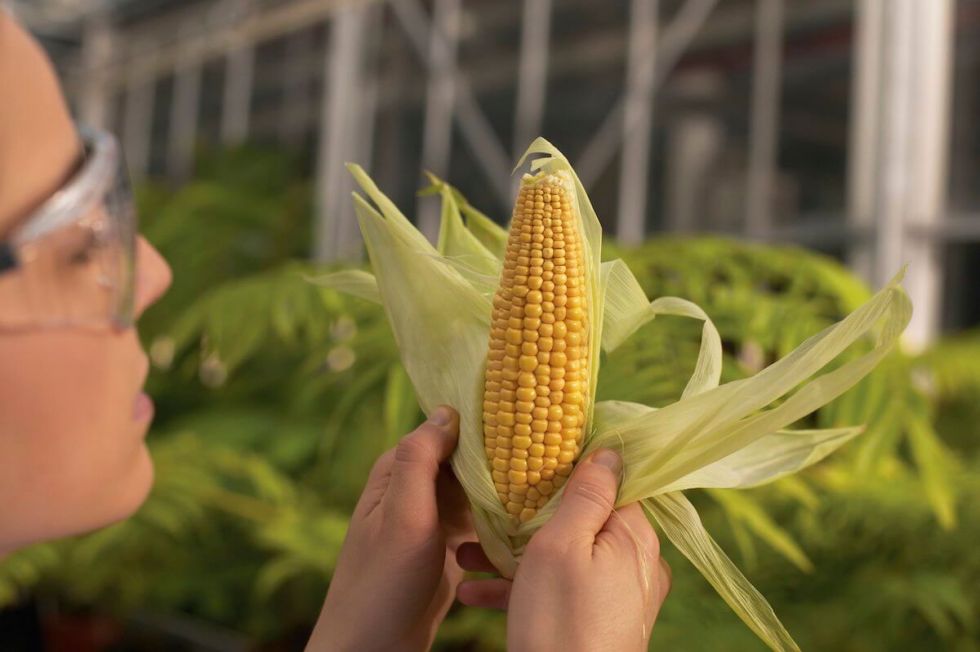 Productores apoyan desarrollo de transgénicos “made in Bolivia” 