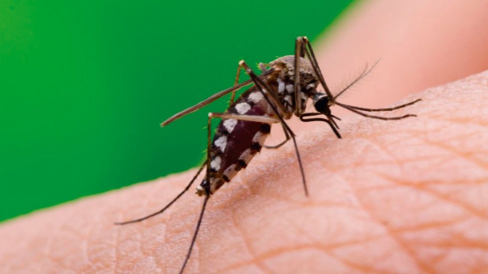 Dengue: Reportan reducción de casos a comparación del 2023