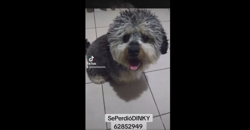 Tarija: Niño usa las redes para buscar a su mascota perdida
