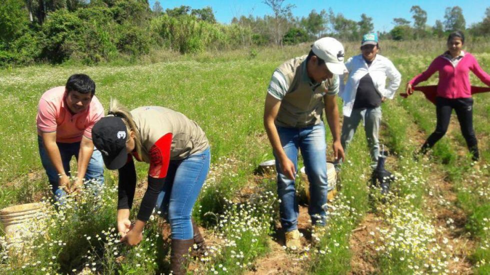 Procesadora de manzanilla en Tarija tiene 91% de avance