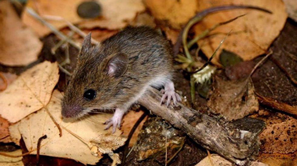 Primera víctima fatal de hantavirus en Cochabamba