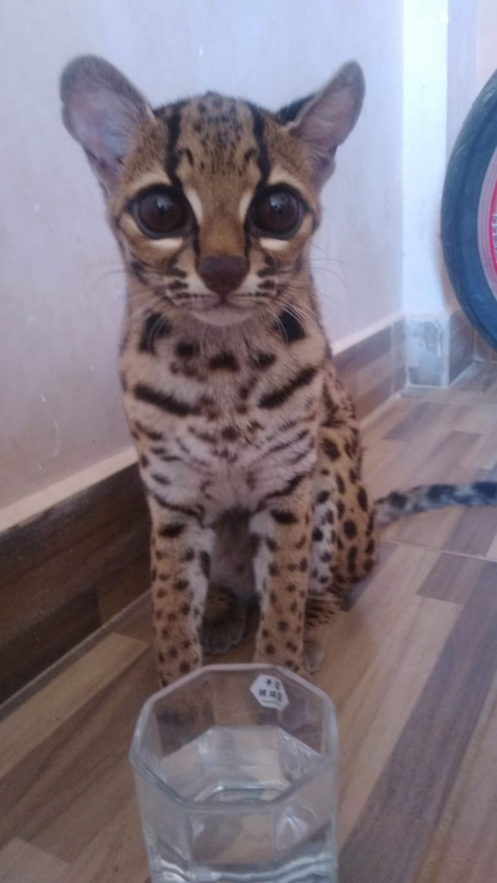 Decomisan un "gatito Montés Mangay" y lo llevan al bioparque de Tarija