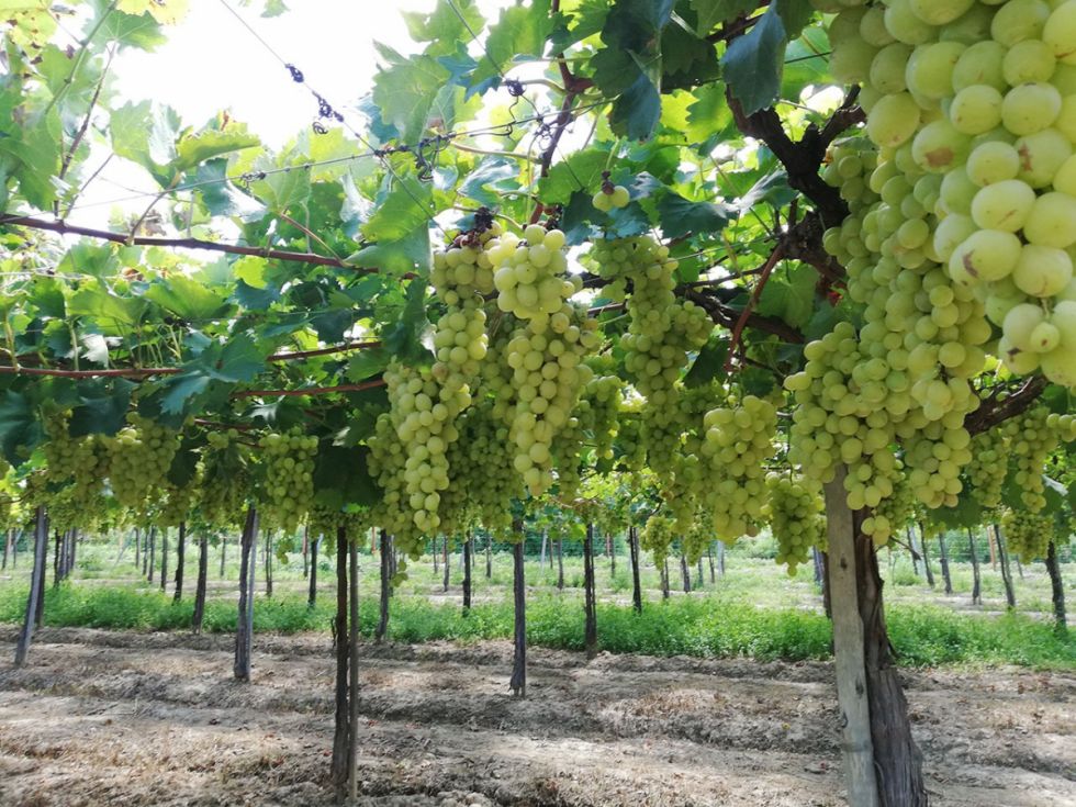 Vitivinícolas prevén producir 1,3 millones de quintales de uva