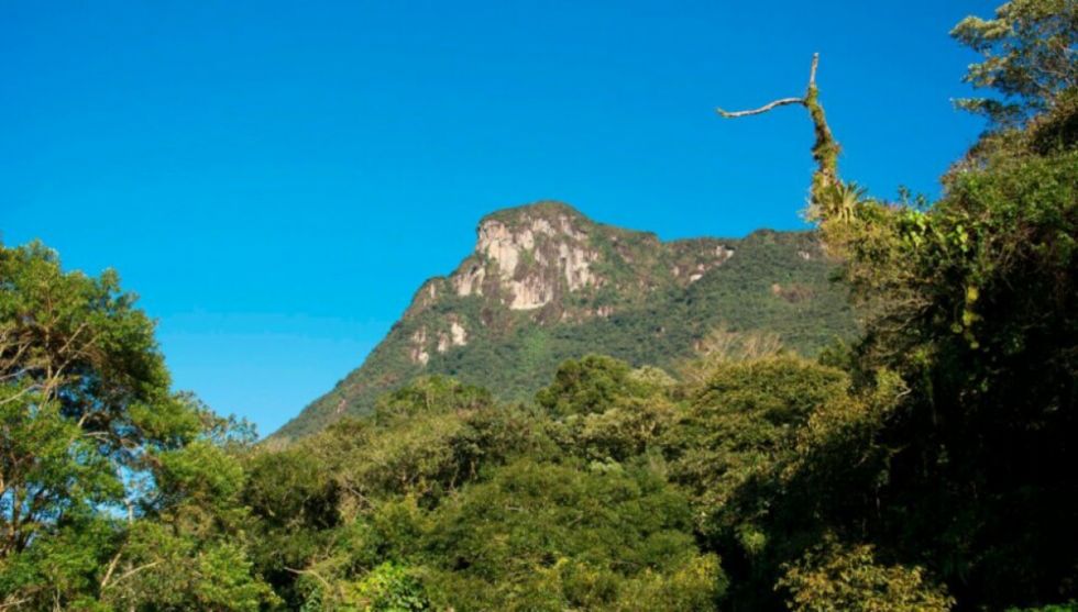 Más allá del Amazonas: Crecen riesgos en bosques  chaqueños y atlánticos 