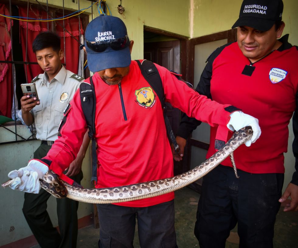 Capturan una boa que ingresó a una vivienda en Villa Montes