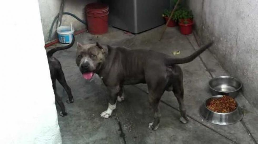Piden cumplir ley sobre la tenencia de perros peligrosos