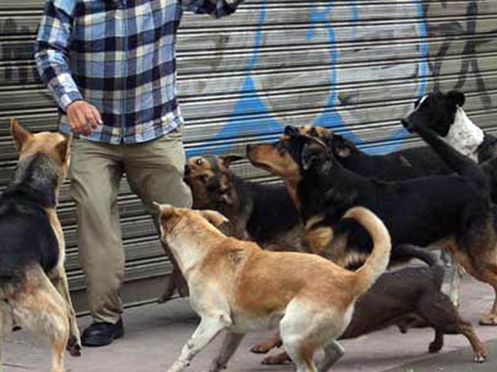 Perros que atacaron a una mujer fueron secuestrados y están bajo observación 