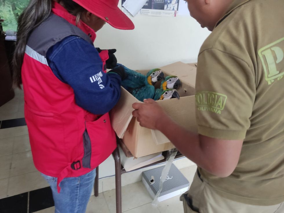 Rescatan cuatro guacamayos azul amarillo en Tarija