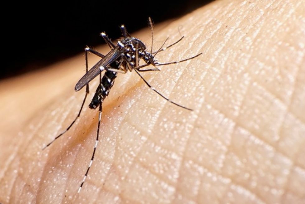Bermejo “en la mira” por los casos de dengue