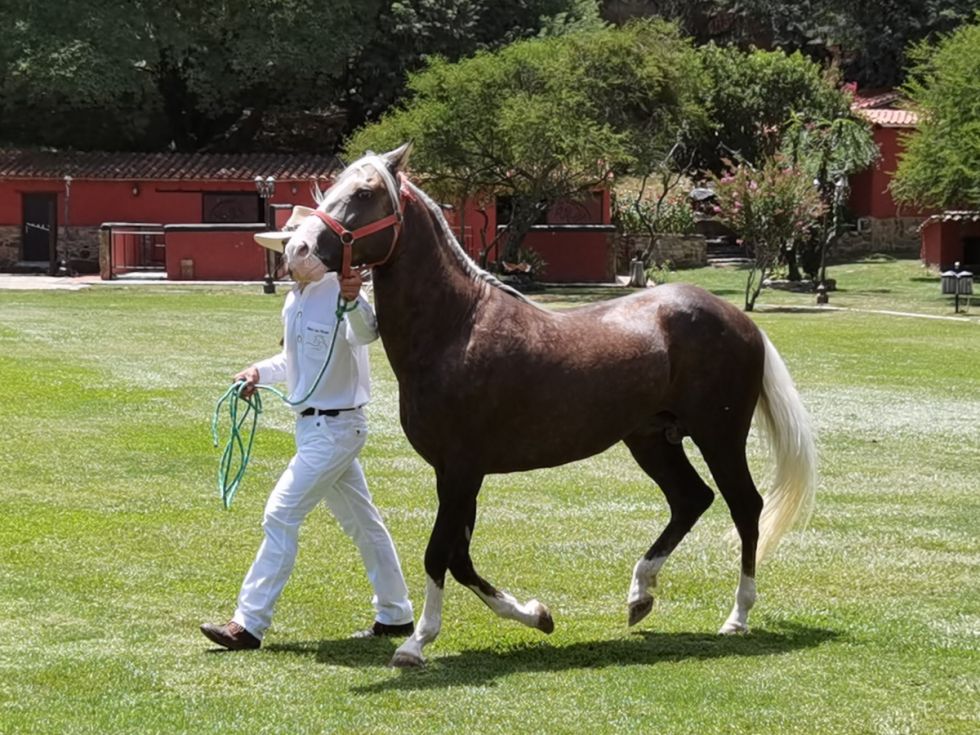 El caballo peruano de paso (VIDEO)