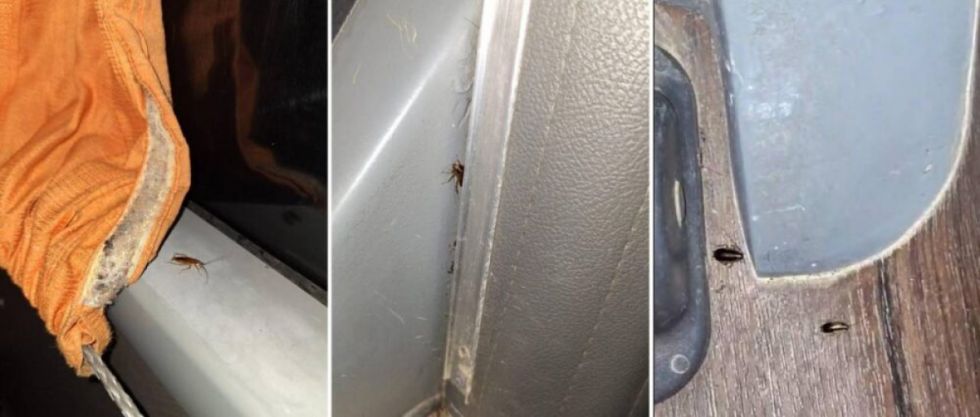 Hallan nido de chulupis en una flota que viajaba de Santa Cruz a Tarija