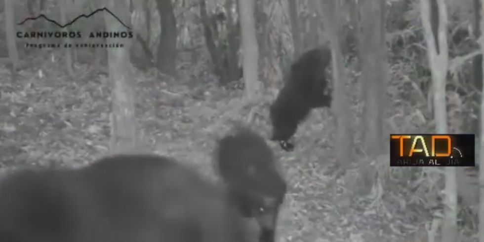 Captan en video a una familia de osos en Tarija