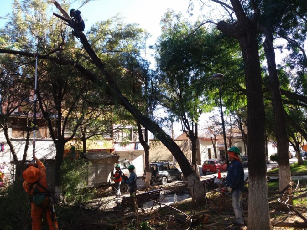 Tarija: 70 eucaliptos serán retirados del complejo García Agreda