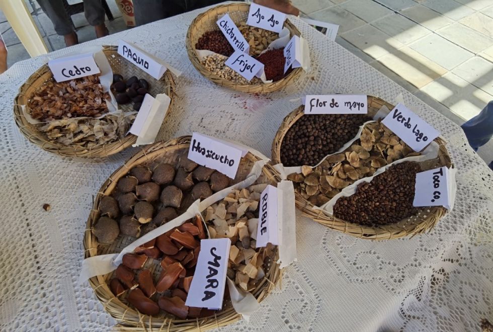 Semillas de algunos árboles maderables que crecen en el Beni.