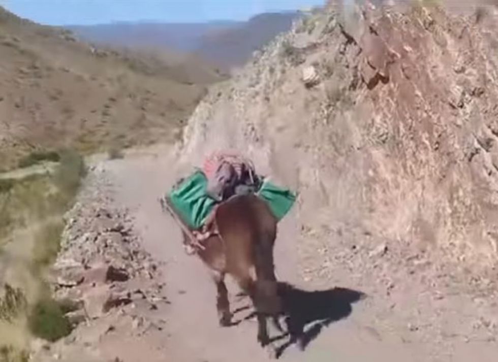 En una mula, así llegó el material censal a un municipio de Potosí (Video)