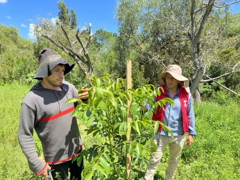 Tarija: 230 familias incursionan en la producción de nueces 