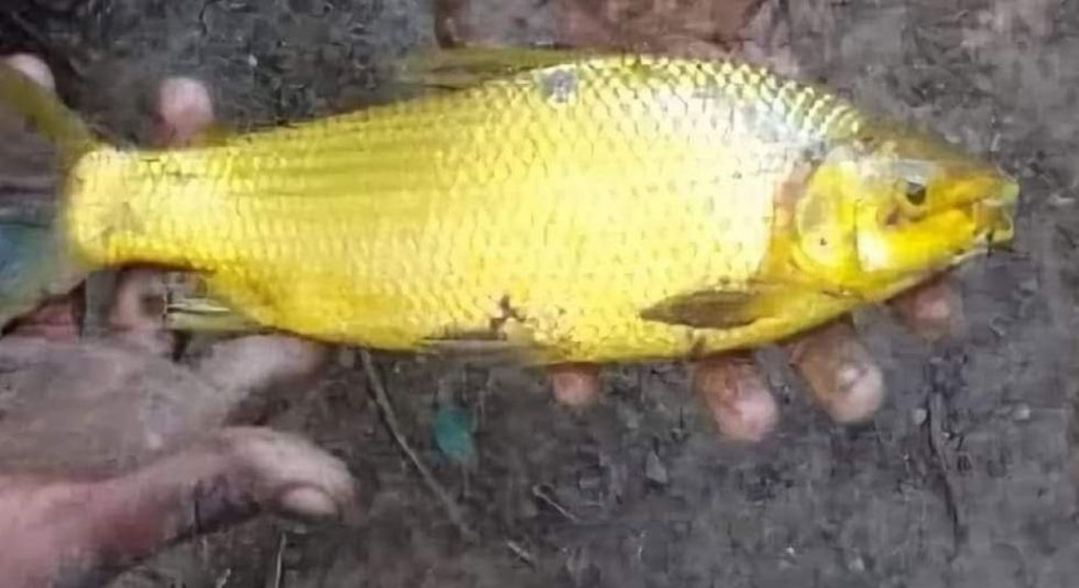 Aparición de pez dorado causa controversia 